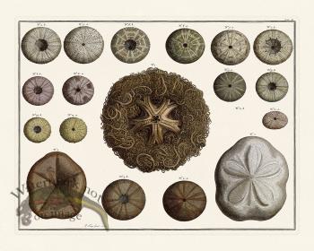 Seba B2 011 Starfish